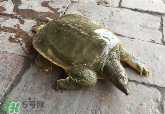 腳魚(yú)是什么？腳魚(yú)和烏龜?shù)膮^(qū)別