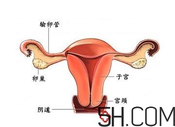 子宮畸形有哪些？子宮畸形有什么影響？