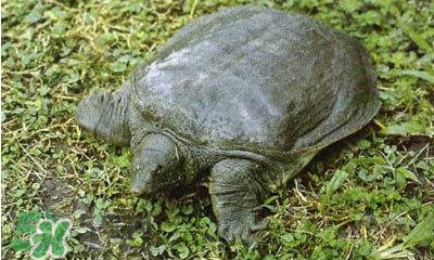 甲魚是烏龜嗎？甲魚是王八嗎？