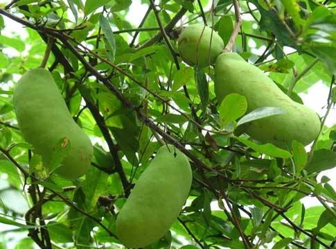 八月瓜的藥用價(jià)值有哪些？八月瓜能治什么?。?></p><h3>八月瓜怎么吃</h3><p>很多人都不懂八月瓜怎么吃。如果八月瓜的果皮發(fā)軟，但沒(méi)裂開(kāi)，或是裂開(kāi)但果皮不發(fā)軟，都證明還沒(méi)有完全熟透，我們不需急著食用。那么八月瓜怎么吃呢?</p><p>1、八月瓜還沒(méi)發(fā)軟，可以放置5-7天后與蜂蜜或冰糖混著吃，達(dá)到更好的保健效果。雖然八月瓜的種子數(shù)較多，但是種子也能吃，而且有利消化。此外，種子洗干凈后還能種植，或是榨油，或是藥用。</p><p>2、如果買回來(lái)的八月瓜果皮果肉已經(jīng)是軟的，可以除去保鮮膜后，掰開(kāi)果皮，用勺挑取果肉吃。連皮帶籽一起吃，能促進(jìn)腸胃蠕動(dòng)和幫助消化。</p><p>3、八月札、金櫻子、海金砂根各4兩，天葵子8兩，熬藥，分3天服用，可以治療淋巴結(jié)核。</p><p>4、三葉木通根或果1兩，加水煎熬服用，可以治療胃腸脹悶。</p><p>5、八月瓜30g，小茴香10g，橘核12g，加水煎熬服用，可疏肝理氣、散結(jié)、小腹疼痛。</p> </div>
<div align=