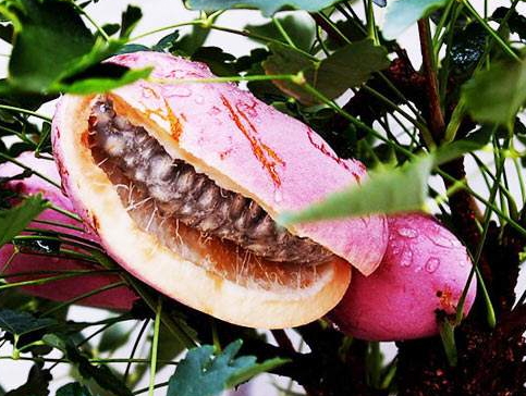 八月瓜的藥用價(jià)值有哪些？八月瓜能治什么?。?></p><h3>八月瓜好吃嗎</h3><p>八月瓜，名字就給人一種新鮮的感覺(jué)，作為一種野生果品的它，味道又是如何?曾經(jīng)有人說(shuō)，還是不要吃八月瓜，因?yàn)槌粤酥缶镁貌荒芡浰奈兜?。通常人們想到的就是，苦口良藥，它既然有著這么多的功效，相信味道肯定是苦的，或者是怪怪的，真的是這樣嗎?</p><p>八月瓜鮮品是可以生吃的，它的果肉與籽都很滑，黑白分明又粘得很緊，很多人都說(shuō)很好吃，因?yàn)槌墒炝说陌嗽鹿衔兜栏侍鹎鍧?rùn)，妙不可言。一口咬下去，它乳白多汁，香甜滑嫩，清潤(rùn)芬芳，美味可口，遠(yuǎn)勝過(guò)蜂蜜呢。它完美的功效下，味道竟是如此的好，沒(méi)嘗過(guò)的我，也是醉了。如果有機(jī)會(huì)還真的想嘗嘗，其他忍不住想要嘗嘗鮮的親們，不妨一試哦。</p><p style=