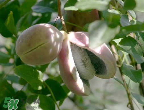 八月瓜可以補(bǔ)腎嗎？八月瓜的營(yíng)養(yǎng)價(jià)值