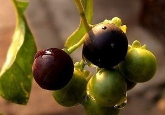 龍葵果可以治癌癥嗎？吃龍葵果有什么好處