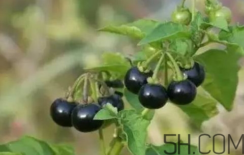 龍葵果有毒嗎？龍葵果怎么吃