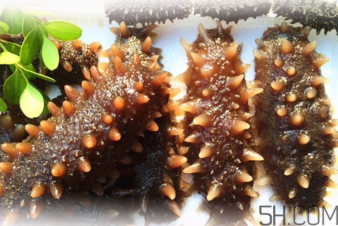 海參能和西紅柿一起吃嗎？海參和什么一起吃最好？