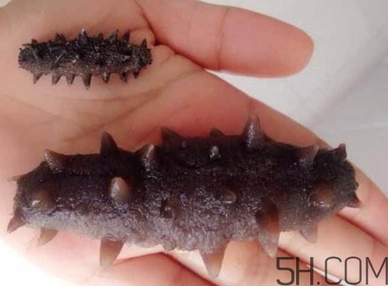 海參是海鮮嗎？海參是動物還是植物？