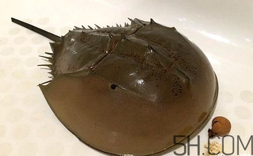 中華鱟是保護(hù)動物嗎？中華鱟和圓尾鱟的區(qū)別