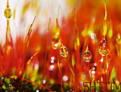 2017年寒露會下雨嗎？寒露下雨好嗎？