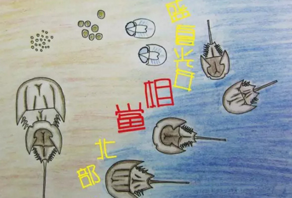 中華鱟能活多久？中華鱟最大能長多大