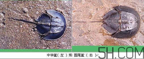 中華鱟是保護(hù)動物嗎？中華鱟和圓尾鱟的區(qū)別