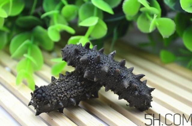 海參是越大越好嗎？海參的生長年限與營養(yǎng)價值有關嗎？