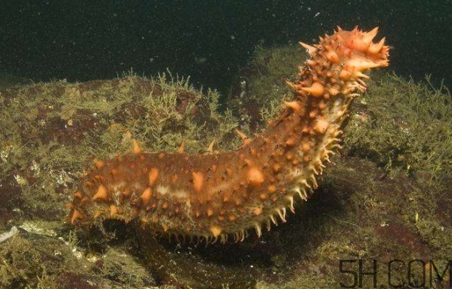 海參是海鮮嗎？海參是動物還是植物？