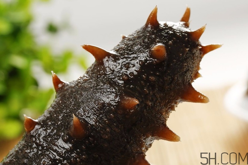 海參是海鮮嗎？海參是動物還是植物？