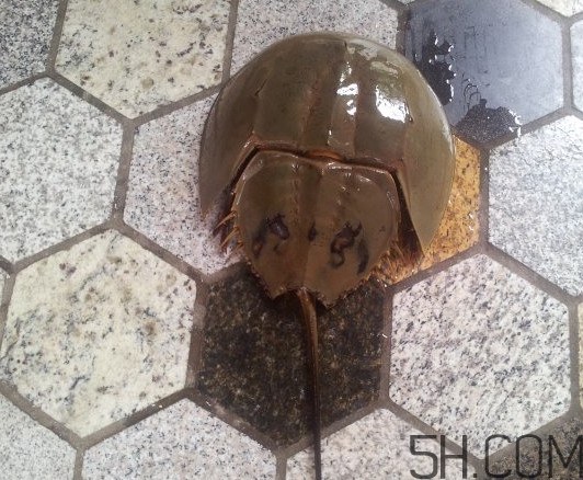 中華鱟多少錢(qián)一斤？中華鱟有什么藥用價(jià)值