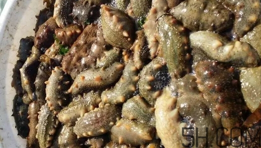 海參顏色深好還是淺好？海參顏色發(fā)白時怎么回事？