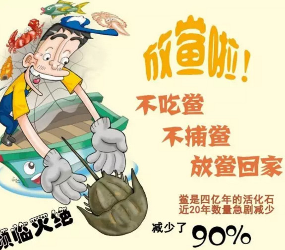 中華鱟能活多久？中華鱟最大能長多大
