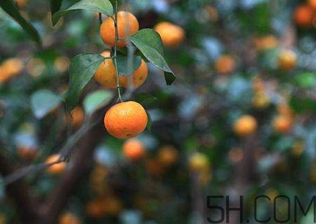沙糖桔什么時(shí)候施鉀肥？沙糖桔什么時(shí)候種植