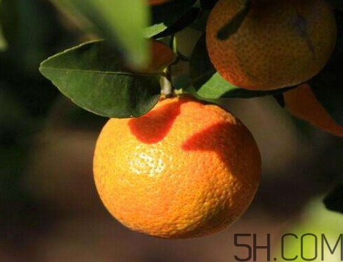 沙糖桔大的好吃還是小的？沙糖桔什么時(shí)候成熟