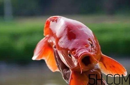 荷包紅鯉魚多少錢一斤？荷包紅鯉魚能吃嗎