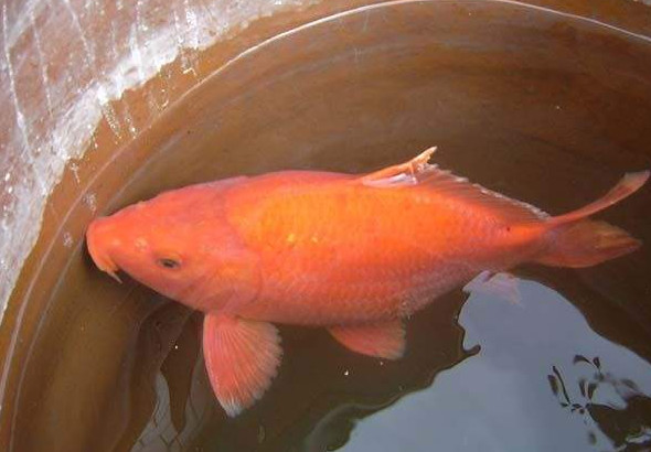 荷包紅鯉魚(yú)好吃嗎？荷包紅鯉魚(yú)怎么做好吃？