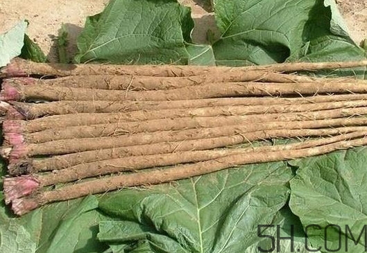 牛蒡與什么食物相生相克？牛蒡和山藥有什么區(qū)別