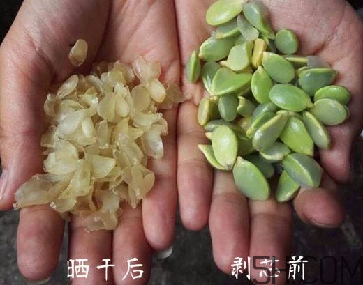 皂角米什么人不能吃？皂角米什么地方產(chǎn)的好？