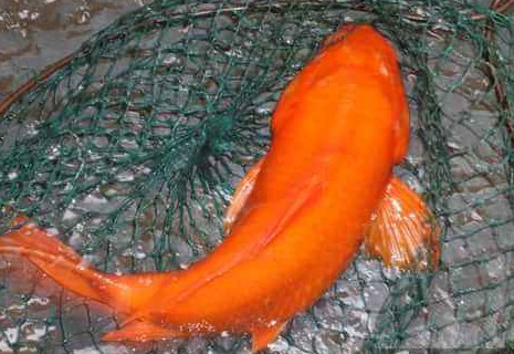 荷包紅鯉魚(yú)好吃嗎？荷包紅鯉魚(yú)怎么做好吃？