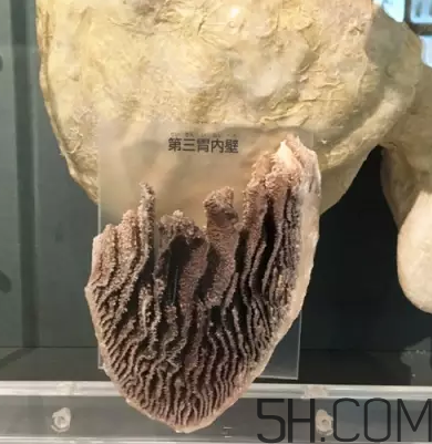 牛百葉和毛肚是一個東西嗎？牛百葉上面有層黑皮能吃嗎？