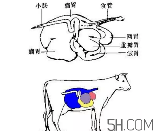 牛百葉和毛肚是一個東西嗎？牛百葉上面有層黑皮能吃嗎？