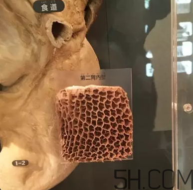 牛百葉和毛肚是一個東西嗎？牛百葉上面有層黑皮能吃嗎？