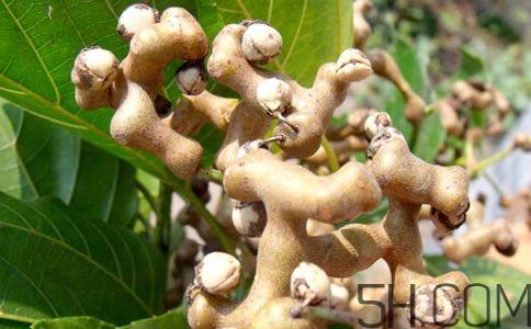 拐棗能夠治療風(fēng)濕嗎？拐棗的藥用價(jià)值有哪些？