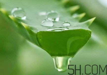 蘆薈泡酒可以喝嗎？蘆薈泡酒治什么病？