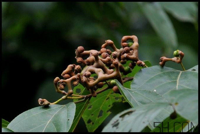 拐棗能夠治療風(fēng)濕嗎？拐棗的藥用價(jià)值有哪些？