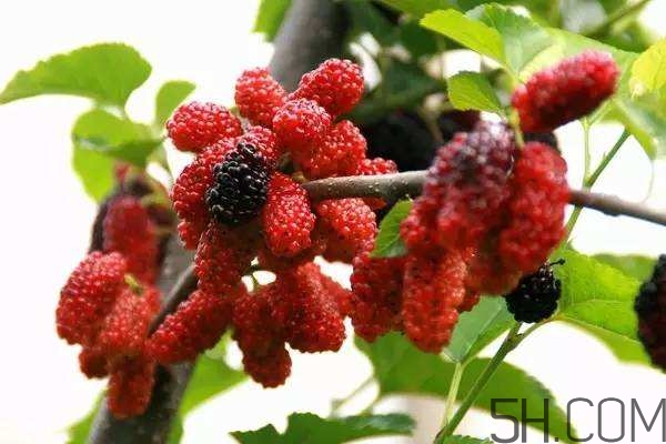 血藤跟拐棗可以一起泡酒嗎？拐棗可以和什么搭配泡酒？