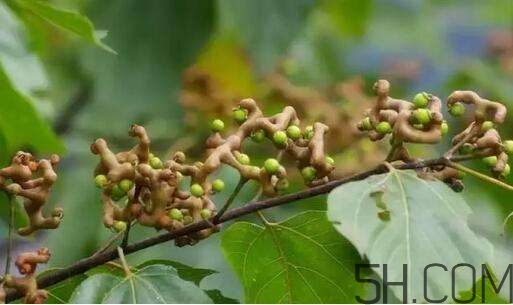 拐棗可以和枸杞一起泡酒嗎？拐棗和枸杞泡酒怎么做？