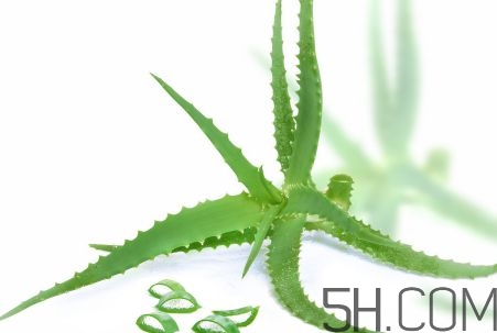 蘆薈泡酒可以喝嗎？蘆薈泡酒治什么??？