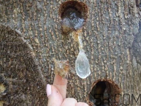 雪燕是什么樹種植的？雪燕是涼性還是熱性