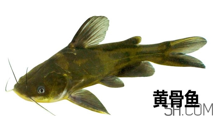 黃骨魚是發(fā)物嗎？黃骨魚是什么魚？