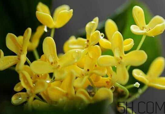 桂花可以放冰箱嗎？新鮮桂花可以放冰箱嗎？