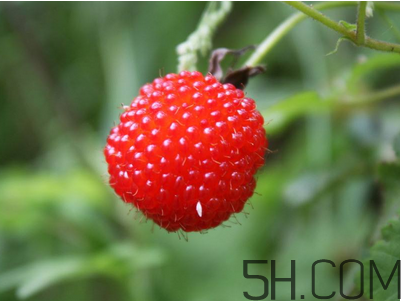 覆盆子的作用有哪些？覆盆子和桑葚哪個(gè)好吃？