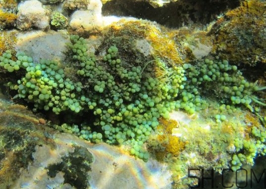 海葡萄多少錢一斤？海葡萄是什么味道
