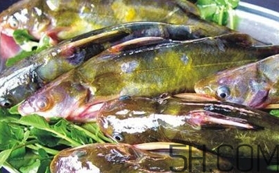 黃骨魚是發(fā)物嗎？黃骨魚是什么魚？