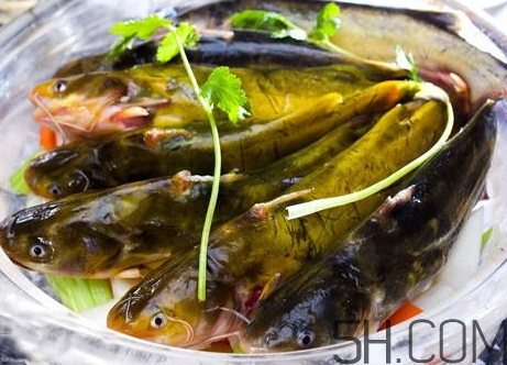 黃骨魚是發(fā)物嗎？黃骨魚是什么魚？