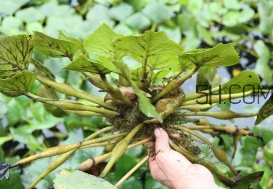 菱角好吃嗎？菱角長在什么地方