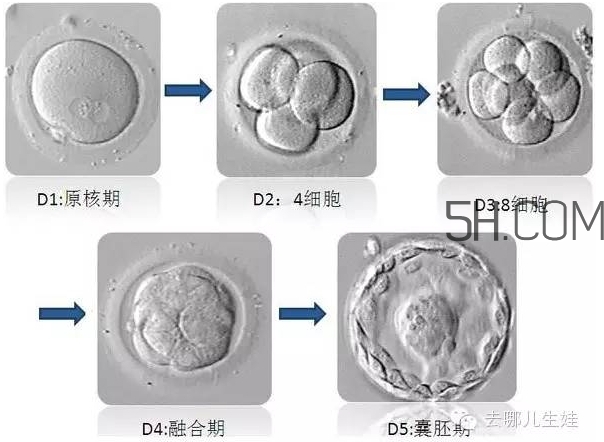 試管嬰兒有什么風險？試管嬰兒長大后的弊端