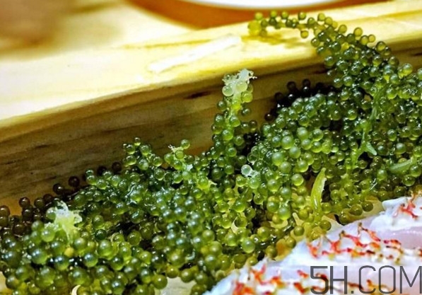 海葡萄有什么功效？海葡萄人工養(yǎng)殖條件