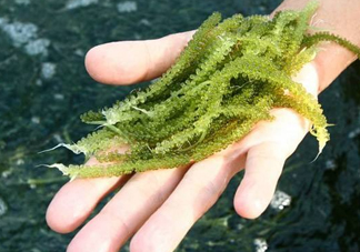 海葡萄怎么保存？海葡萄都有那些吃法