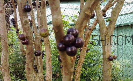 嘉寶果幾年結(jié)果？嘉寶果好吃嗎