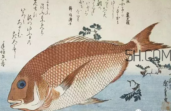 鯛魚是什么魚？鯛魚是什么樣子的