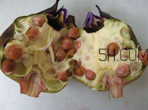 芡實有什么作用？芡實是哪里的特產